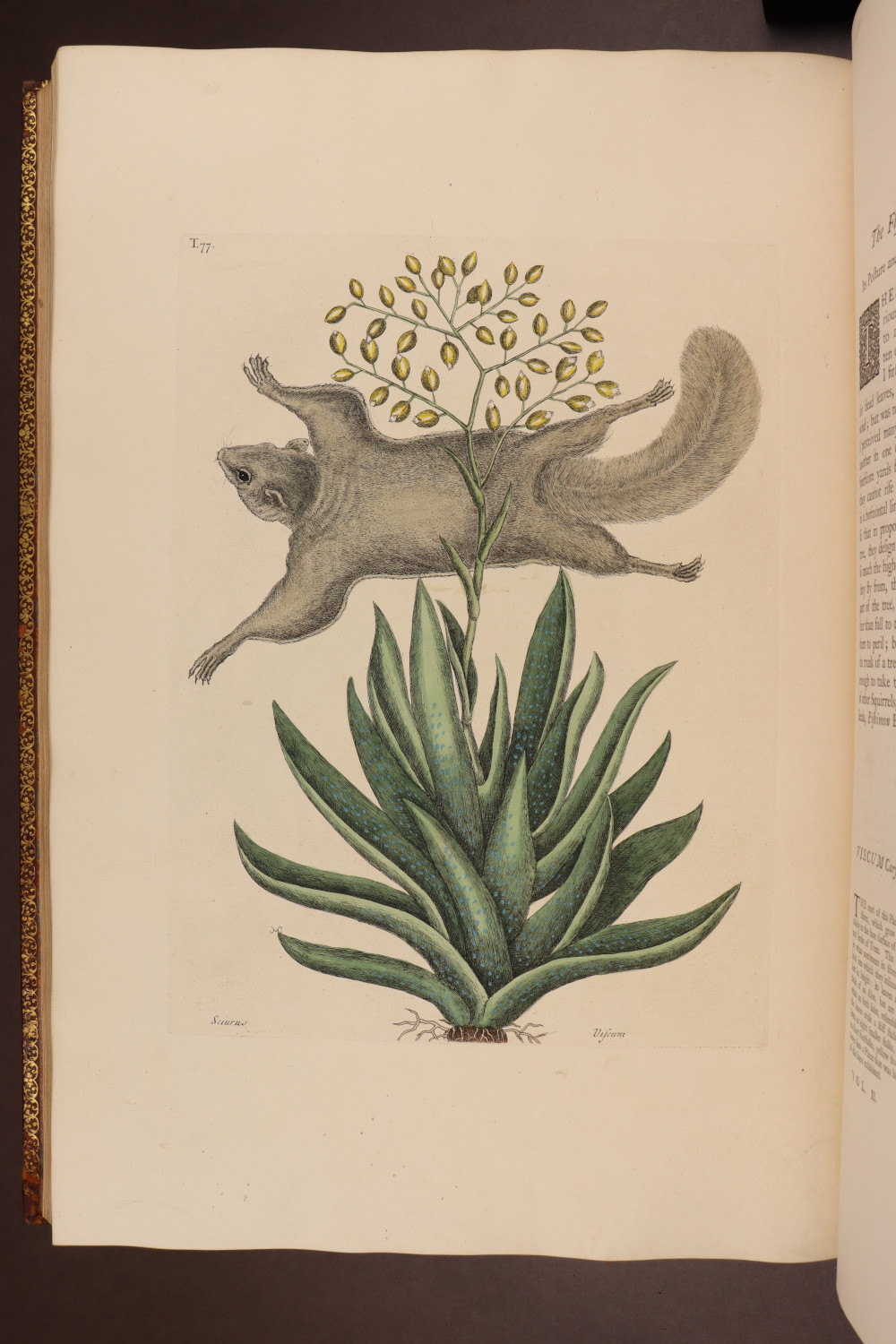 Plate 77